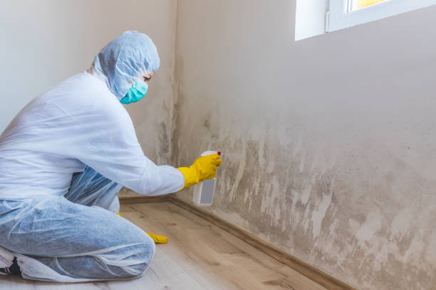 Black mold inspection in Holbrook