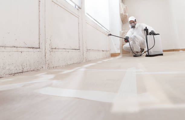 Black mold remediation team in Holbrook